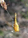 Arachnura_higginsi_D5980_Z_84_Home Wendy Eiby_Australie
